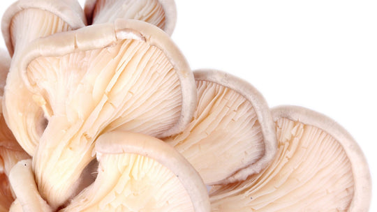 Benefits of Mushrooms