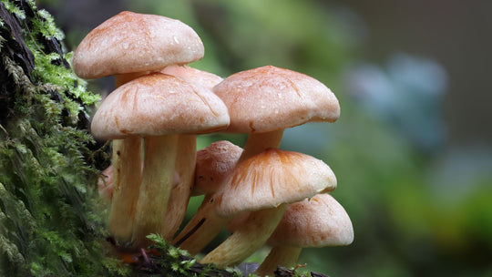 Benefits of Shroom Products
