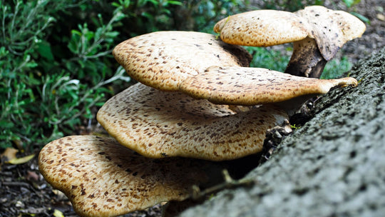 Polypore Mushroom