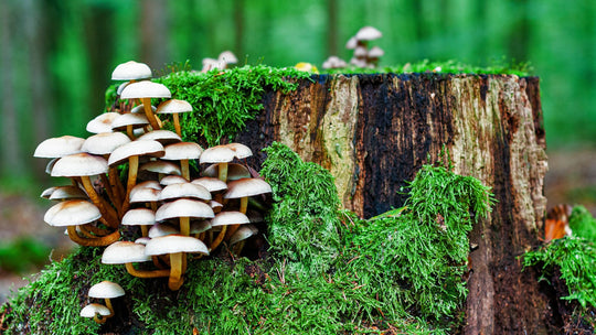mushroom for skincare