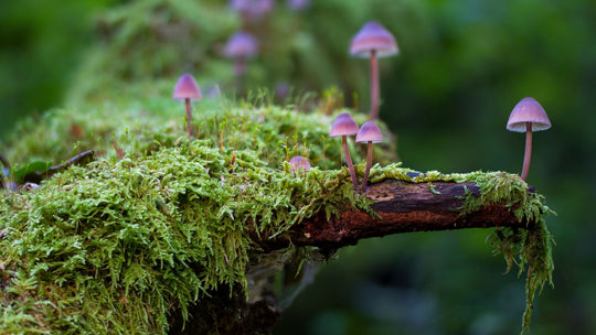 mushroom for skincare