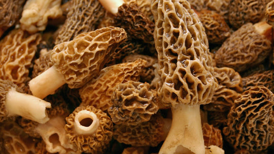 Mushroom Skin care ProductsThe Perfect Choice