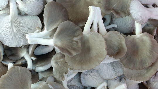 Mushrooms for Eczema: A Natural Remedy
