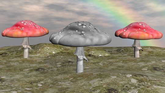 mushrooms in skincare