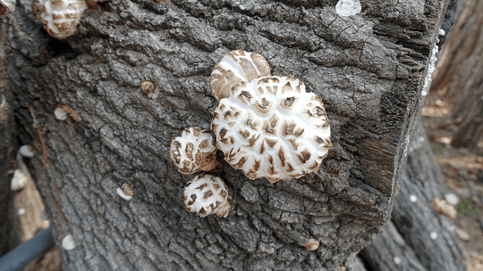 Shiitake Mushroom Benefits for Skin Care - Shroom Skincare