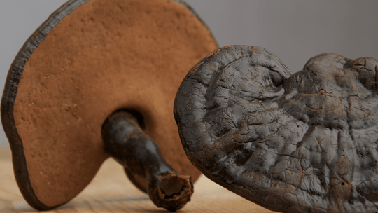 The Benefits of Reishi Mushroom for Skin - Shroom Skincare